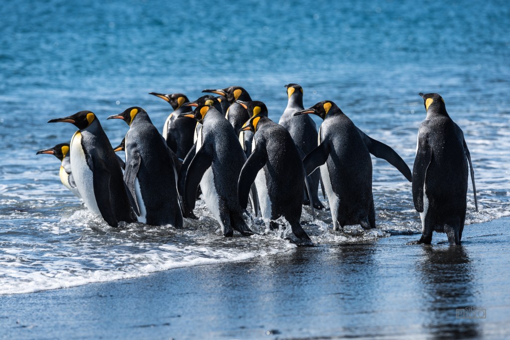 South Georgia Island