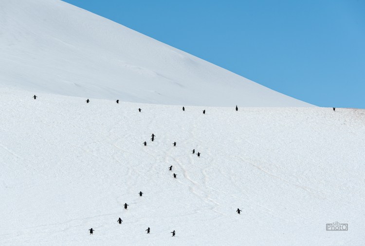 Gentoo penguins climb a large hill to get to their roosts