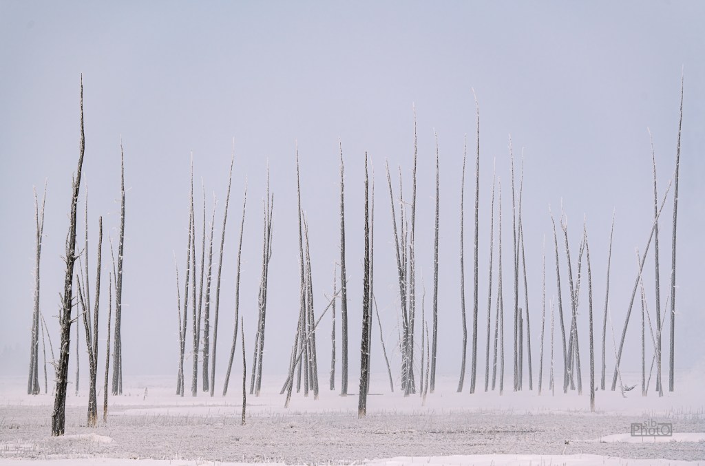 Yellowstone in Winter