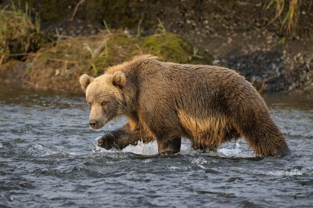 Kodiak and Katmai – The Bear Essentials