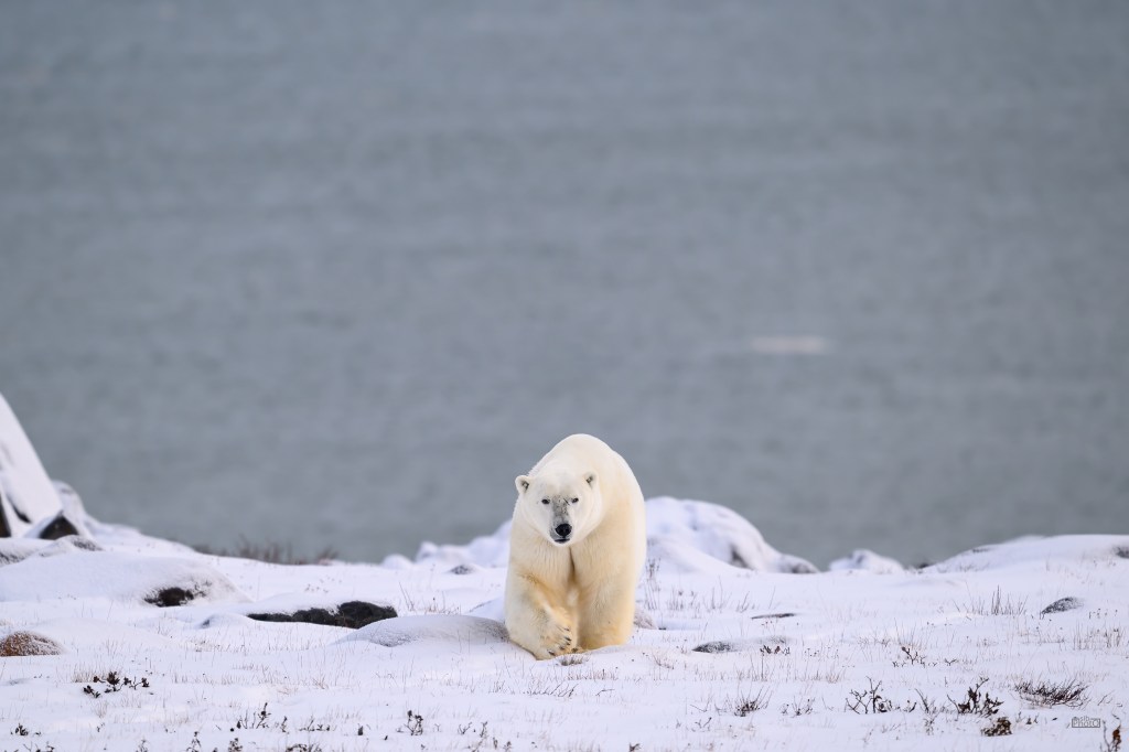 A polar bear walking through a snowy landscape with a blurred water background in Churchill, Manitoba.