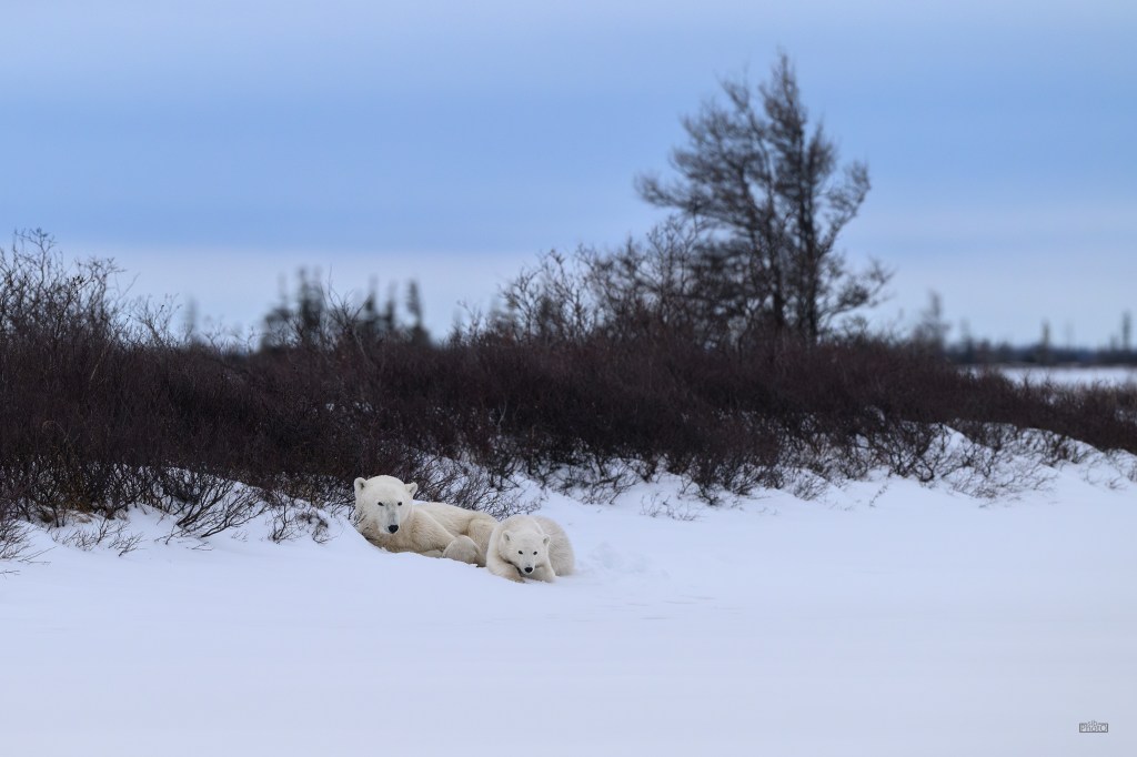 Two polar bears resting in a snowy landscape against a backdrop of sparse vegetation and a cloudy sky.
