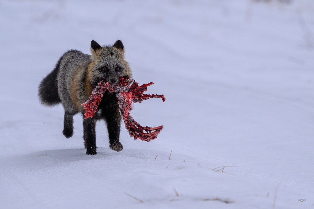 A cross fox carrying a piece of red material in its mouth while walking through a snowy landscape.
