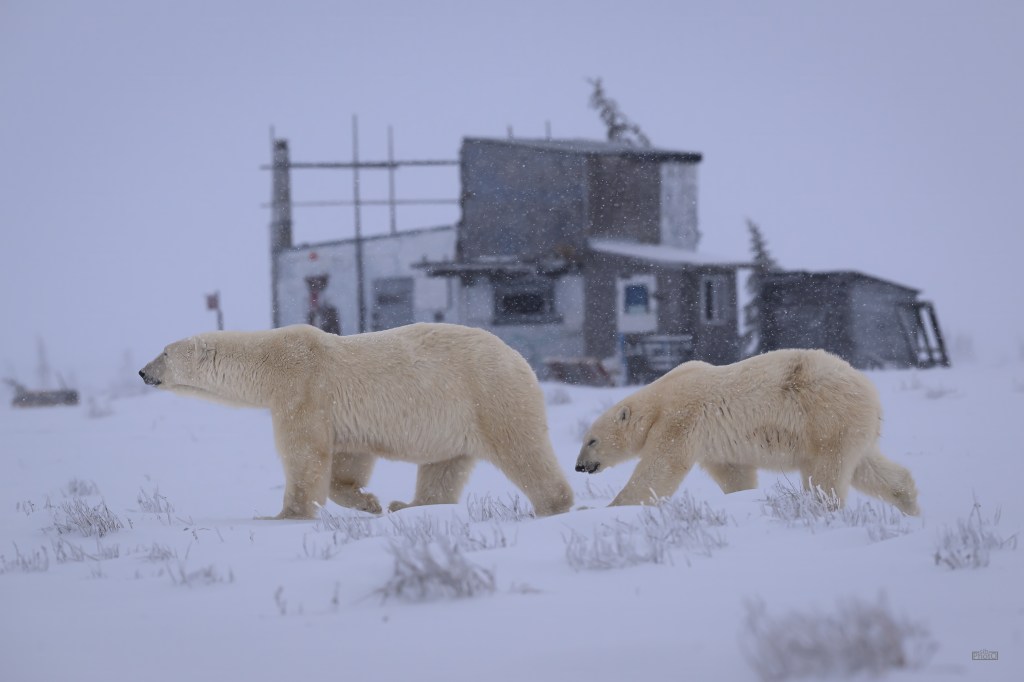 Two polar bears walking through a snowy landscape near an abandoned structure in Churchill, Manitoba.