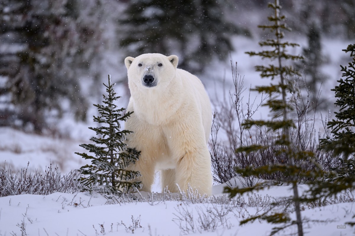 Polar Bear Country: Churchill,&nbsp;Manitoba