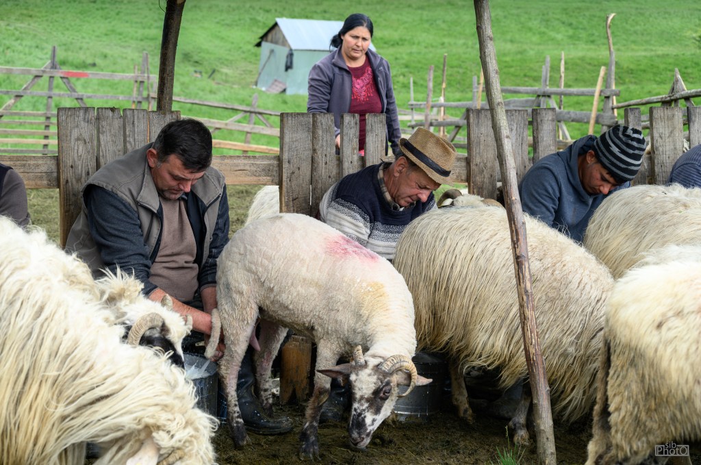 Farmers milking sheep in a rural setting, surrounded by wooden fencing and green grass.