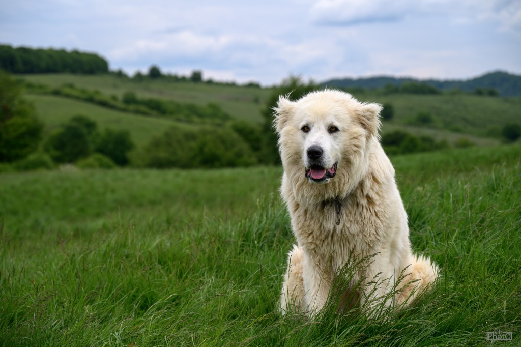 A fluffy white dog sitting in a grassy field with rolling hills and cloudy skies in the background.