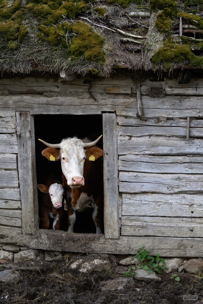 A cow and its calf peering out from a rustic wooden barn with a moss-covered roof.