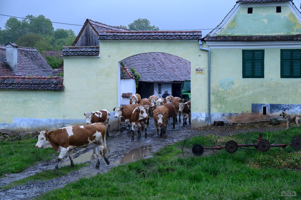 Cows walking through a rural gate towards a farm, with green grass and puddles in the foreground.