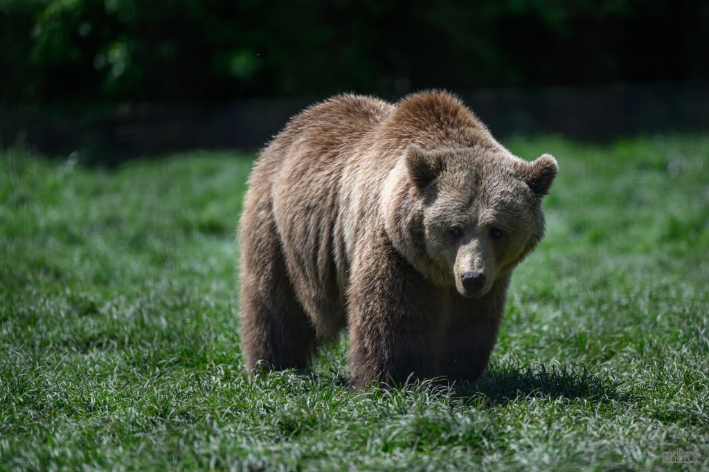 A brown bear walking on green grass in a natural setting.