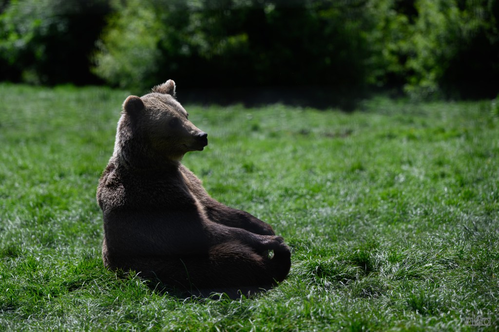 A brown bear sitting on green grass, facing slightly to the side with a serene expression.