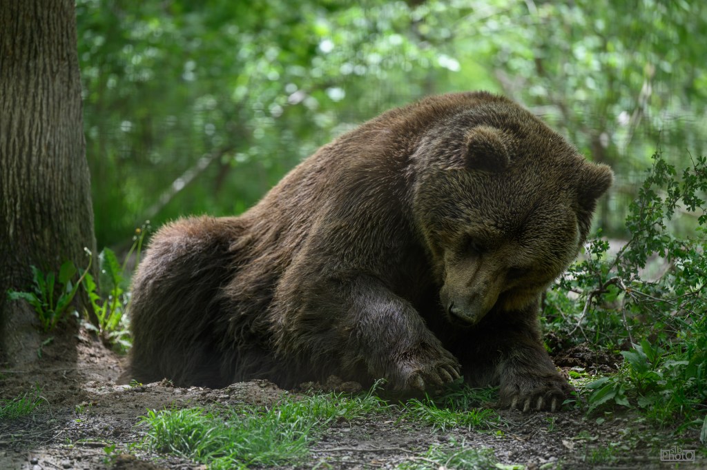 A brown bear sitting on the ground in a forest, looking down at its paw amidst lush greenery.