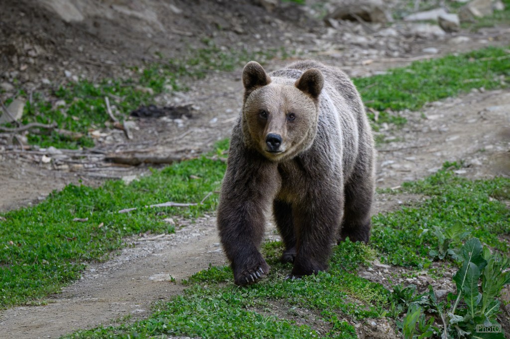 A brown bear walking along a dirt path surrounded by green grass and foliage.