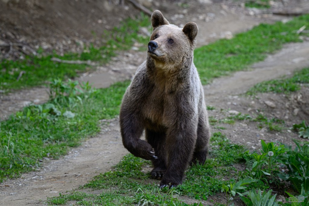A brown bear walking along a grassy path in a natural setting.