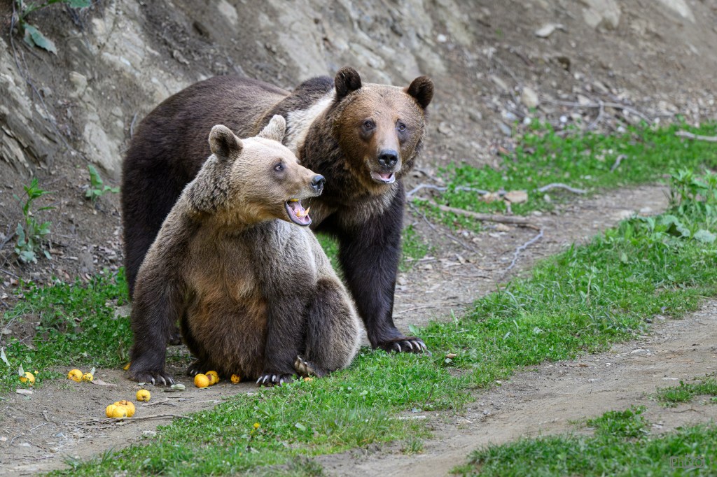 A pair of grizzly bears sitting on a grassy path, one bear appears to be vocalizing while the other looks on. Yellow fruits are scattered on the ground around them.